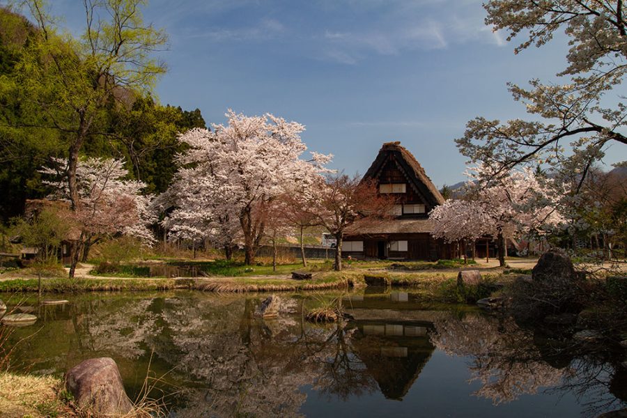 8天5晚日本赏樱游+合掌村 8D5N Japan Sakura + Shirakawago